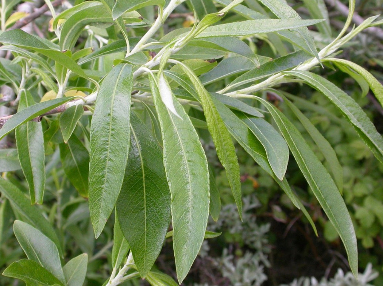 Common Osier (Salix Viminalis)